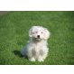 Püppy, Tibet Terrier - Pudelmix - Hündin