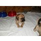Puggle, Beagle/Mopswelpen Welpen - Hündin
