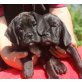 Puggle - Rüde