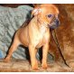 Puggle - Rüde