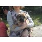 Puggle Welpen - Rüde