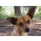 Puka, Chihuahua-Mix - Hündin