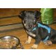 Puka, Zwergpinscher-Dackel Welpen - Rüde