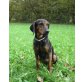 Pulce, Manchester Terrier Mischling - Hündin