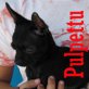 Pulpettu, Chihuahua, Welpen - Rüde