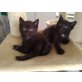 Puma+Boy - Kater