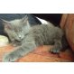 Puma, Maine Coon - Kater