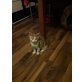 Puma, Normale hauskatze - Kater