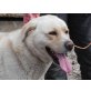 Puma, Slovenski Kuvacz-Labrador - Rüde