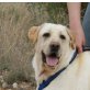 Pumba-NOTFALL, Labrador Retriever - Rüde
