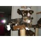 Pumba, ehk&ehk - Kater