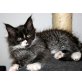 Pumbaa, Maine Coon - Kater