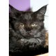 Pumbaa, Maine Coon - Kater