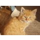 Pumuckl , Pumuckl versteckt, niemand entdeckt - Kater