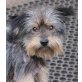 Pumuckl, Yorkshire-Schnauzer-Mischling - Rüde