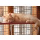 Pumuckl roter Schmuser, Europäische Kurzhaarkatze - Kater
