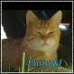Pumukl sucht sein zu Hause, TSV - SOS Katze - Kater