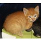 Punky, süßes rotgetigertes Katzenmädchen - Katze