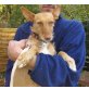 Punsa, Podenco - Hündin