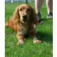Puntina, Miniretriever-Cocker-Mix - Hündin