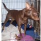 Pupo, Chihuahua Mix - Rüde