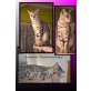 Puppi, Bengalkatze - Katze