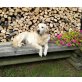 Puppi, Golden Retriever - Hündin