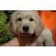 Puppi, Golden Retriever, Spaniel und Spitz Welpen - Hündin