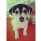 Puppi, Jack-Russell-Terrier Welpen - Rüde