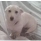 Puppi, Jung - Hündin