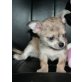 Puppi, Langhaar Chihuahua - kurzhaar Chihuahua Welpen - Hündin