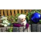 Puppi, Malteser Welpen - Hündin