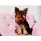 Puppi Mini Yorkie Hündin, Yorkshire Terrier - Hündin