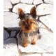 Puppi Mini Yorkie Hündin, Yorkshire Terrier Welpen - Hündin