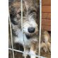 Puppi, Mischling - Hündin