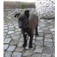 Puppi, Mittelgroß Welpen - Hündin