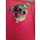 Puppi, Yorkshire Terrier Welpen - Rüde