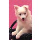Puppi, Zwergspitz Welpen - Hündin