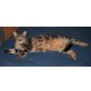 Puppi, getigerte Hauskatze - Katze