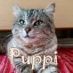 Puppi möchte ihre Streunertour beenden , Tierschutzverein SOS Katze - Katze