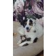 Puppy, Mischling Welpen - Hündin