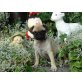 Puppy, Mops Welpen - Hündin