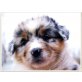 Puppys , Australian Shepherd Dog Welpen - Hündin