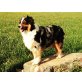 Puppys, Farmcollies Welpen - Hündin