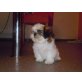 Pupsi, Shih Tzu - Hündin