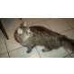 Puschel, Maine Coon - Kater