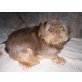 Puschel, Mops-Yorki-Mix - Rüde