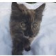 Puschl  ich bin kein Eichhörnchen - Katze