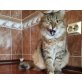 Pusi, Mischling - Katze