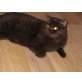 Putri Amaretto, Britisch Kurzhaarkatze - Kater